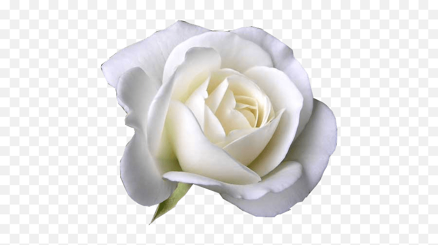 White Rose Garden Roses Flower Petal - Flower White Rose Png,White Roses Png