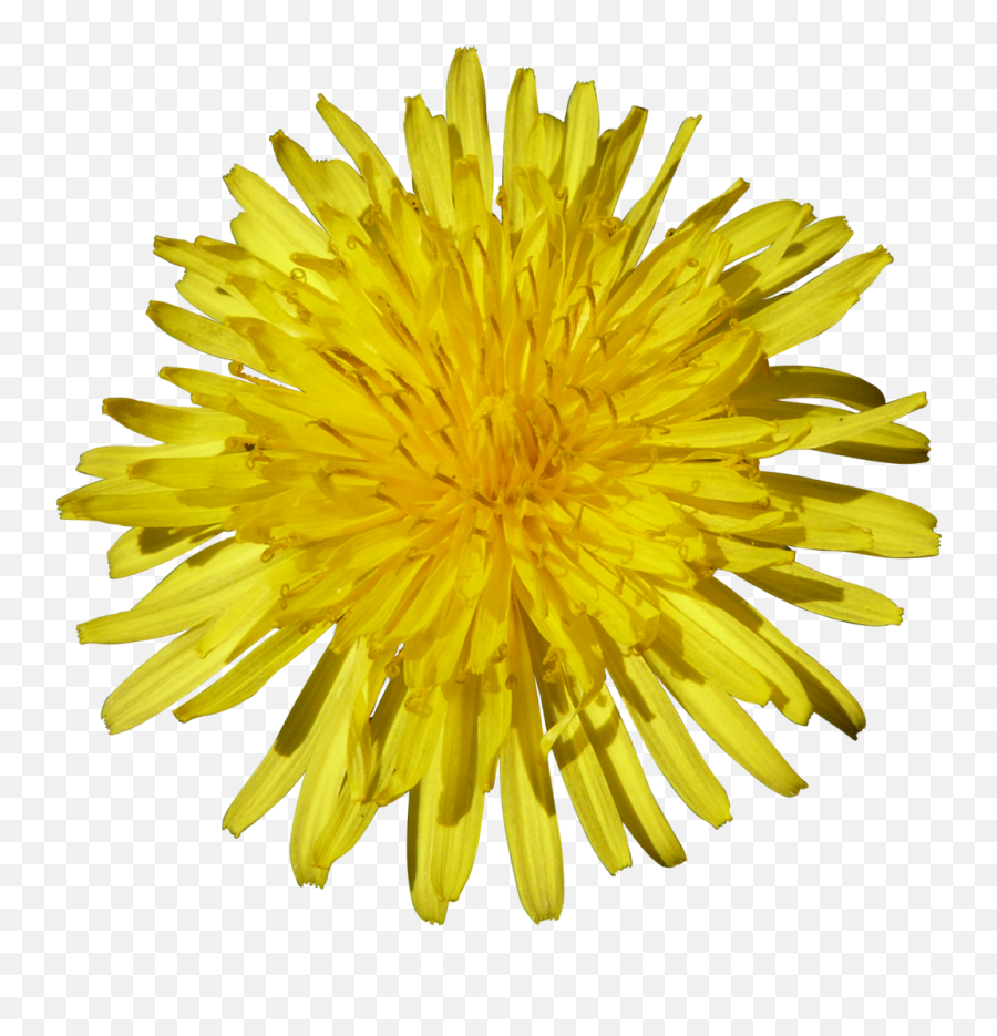 Dandelion Png Image For Free Download - Sunflower White Background,Dandelion Png