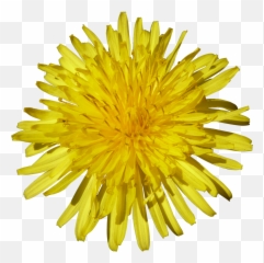 Dandelion Png Image For Free Download - Sunflower White Background