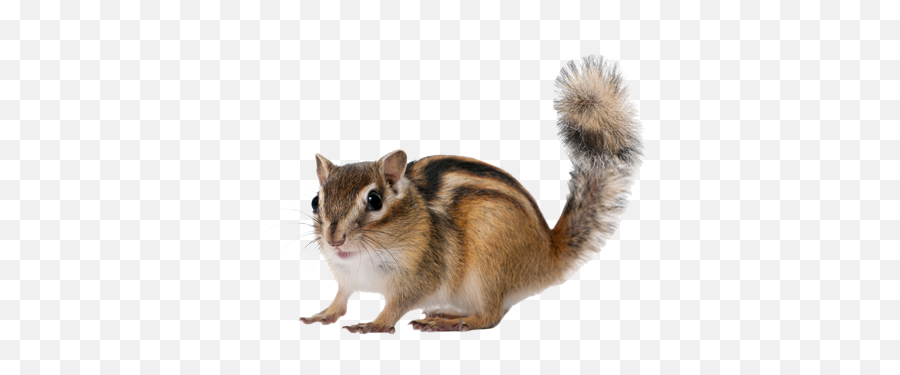 Rodents Archives - Eastern Chipmunk Png,Squirrel Transparent Background
