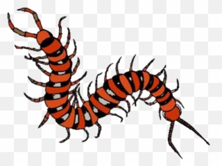 Amazon Rainforest Insect Clipart - Insects In Amazon Rainforest Png,Centipede Png