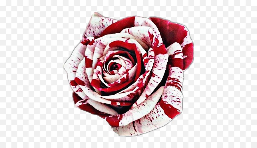 Download Bloody White Rose Png Image With No Background - Bloody Rose Transparent Background,White Rose Transparent Background