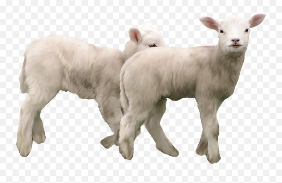 View Full Size - Lamb Animals Png Transparent,Lamb Png