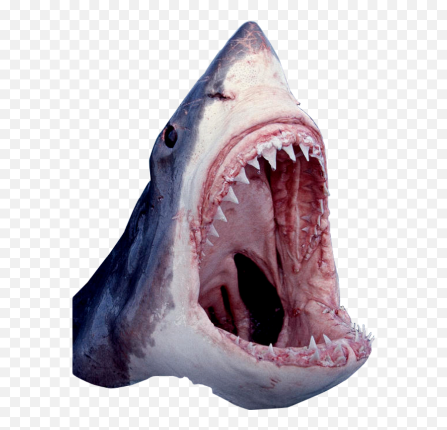 Shark Mouth Png 3 Image - Great White Shark,Shark Transparent Background