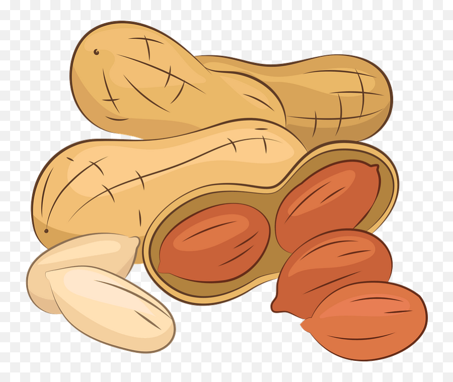 Clipart - Clip Art Png,Peanut Png