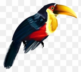 Bird Clipart Transparent Background - Sitting Toucan png