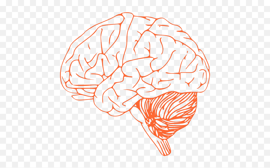 Brain Stem Cerebrum Spinal Cord Transparent Png Images - Brain Clip Art,Brain Transparent Png