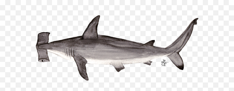 South Africau0027s Big Five Shark Special - Bronze Hammerhead Shark Png,Hammerhead Shark Png