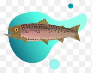 Rainbow Trout - Trout Png,Trout Png
