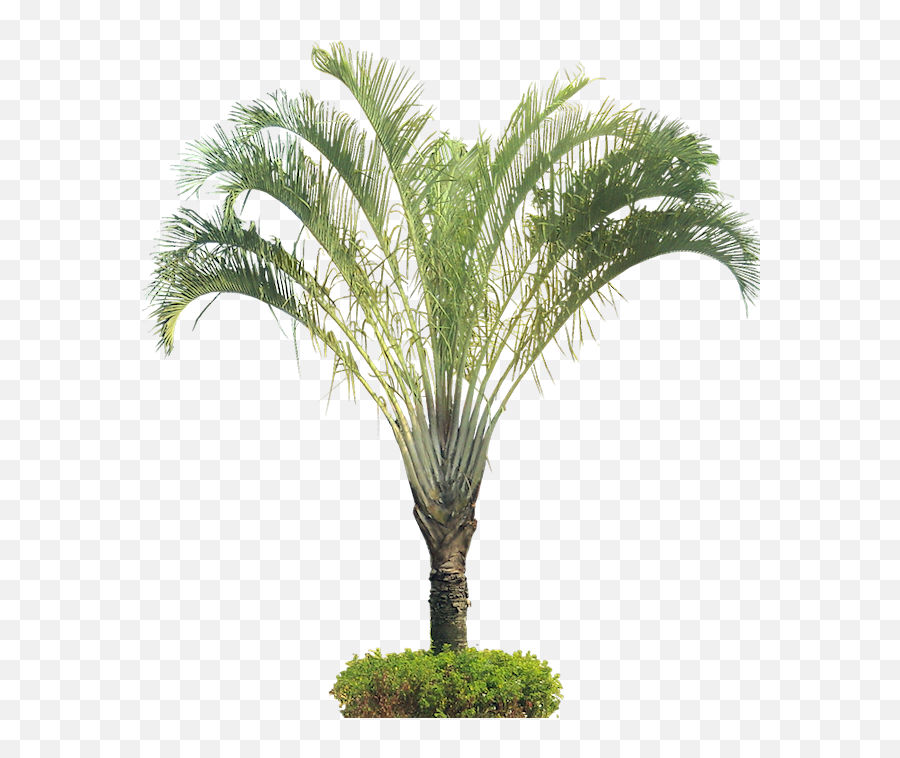 Download Tropical Plant Pictures - Dypsis Decaryi Png Full Dypsis Decaryi Png,Tropical Plant Png