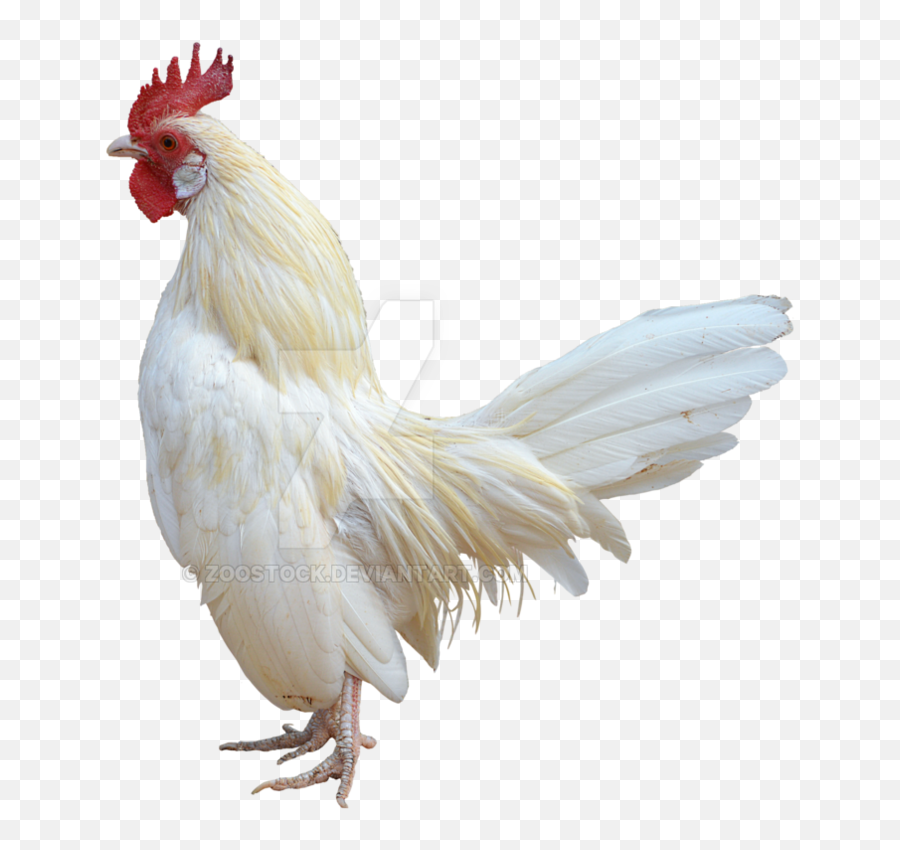 Transparent Rooster Black And White - White Rooster White Background Png,Rooster Png