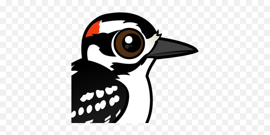 Download Hd About The Hairy Woodpecker - Downy Woodpecker Png,Woodpecker Png