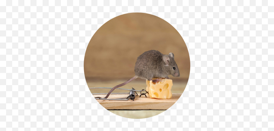 Rodents - House Mice Png,Mouse Rodent Icon