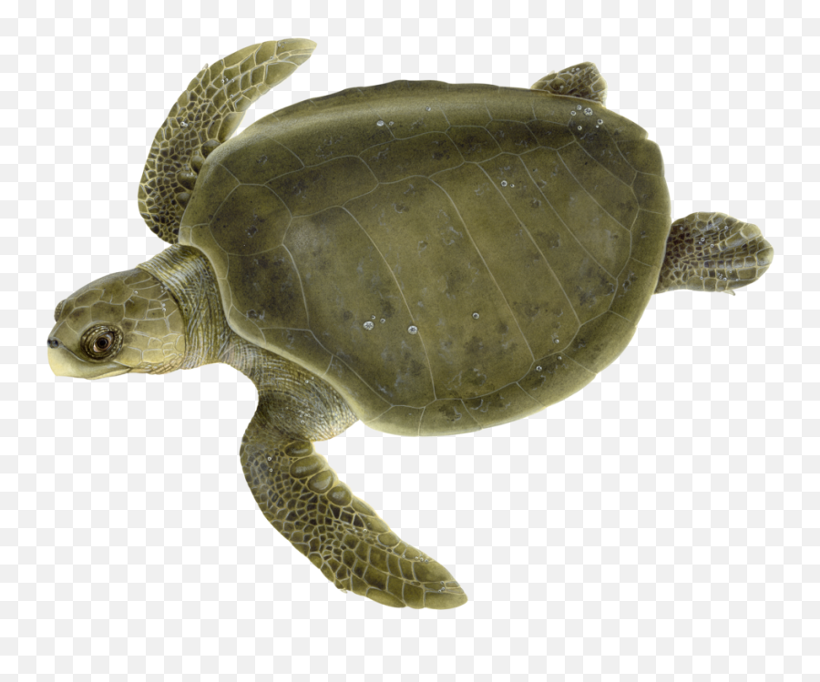 Olive Ridley Upwell Png
