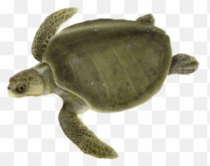 Olive Ridley Upwell Png