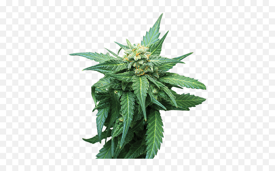 Buy High Cbd Cb Dutch Treat Marijuana Seeds Crop King - Houseplant Png,Marijuana Plant Png