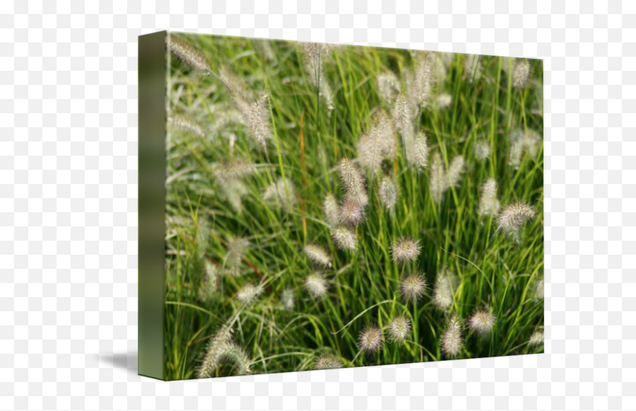 Ornamental Grass By Amanda Stump - Grass Png,Ornamental Grass Png