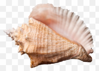 Conch Shell Free Png - Conch Shell Png,Shell Png