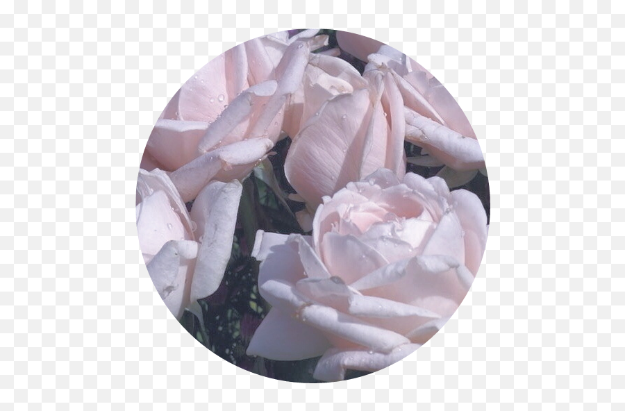 Roses Soft Aesthetic Png Overlay Filler Pastel Flowers - Pastel Roses Aesthetic,Pastel Flowers Png