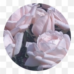 Roses Soft Aesthetic Png Overlay Filler Pastel Flowers - Pastel Roses Aesthetic