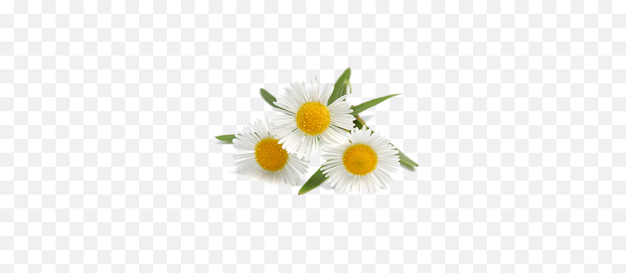 Plant Oxeye Daisy German Chamomile Tea - Chamomile Flower Extract Png,Chamomile Png