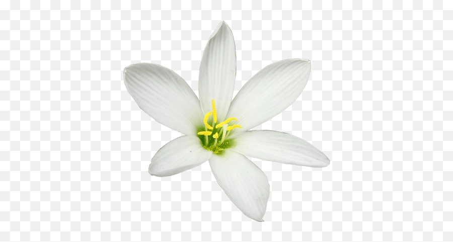 Lily Flower Vector Image Png - Lily,Lily Transparent Background