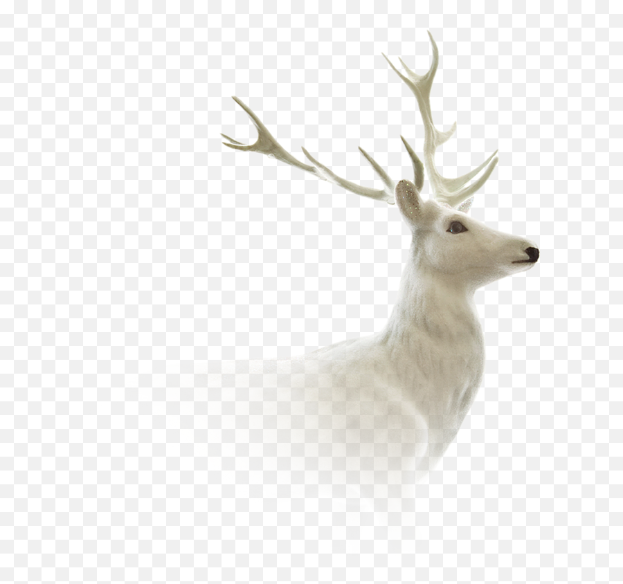 Deer Png Images - Deer,Deer Antlers Png