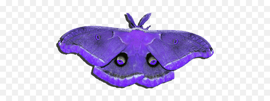 Male Moth Purple - Blue Moth Png,Moth Png