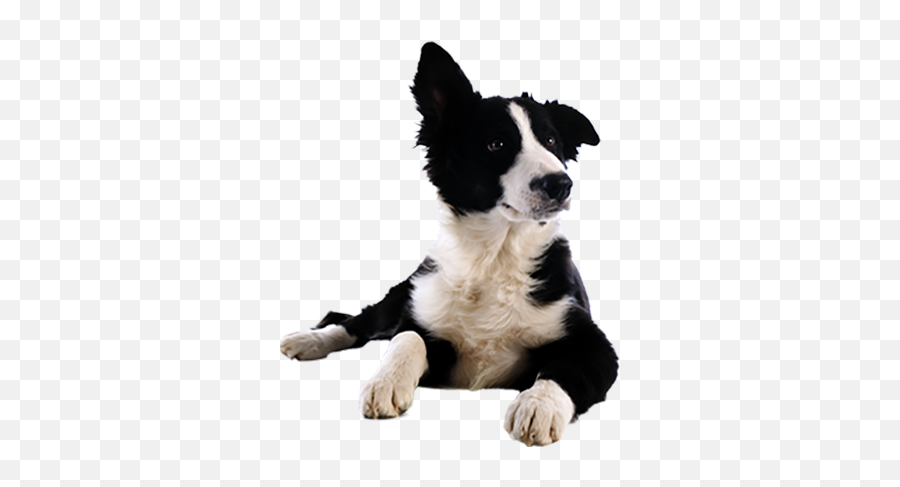 Download Border Collie Png Image With - Dogs Shower Png,Border Collie Png