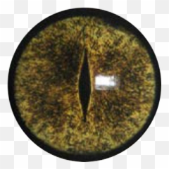 Alligator Eyes 65186 - Png Images Pngio Circle,Alligator Png