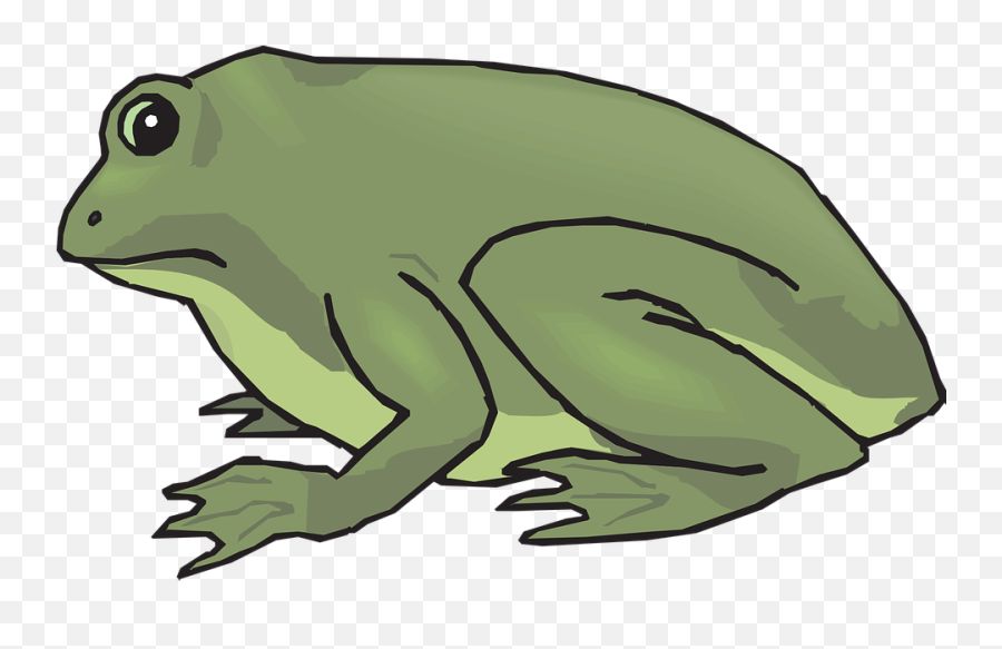 Frog Amphibian Tropical - Free Vector Graphic On Pixabay Gambar Animasi Kodok Png,Rainforest Png