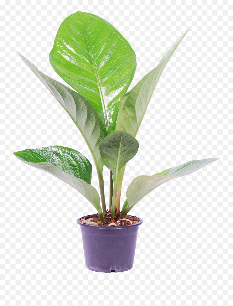 Anthurium Jenmanii U0027lovely Greenu0027 - Anthurium Plant Png,Plumeria Flower Png