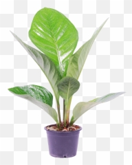 Anthurium Jenmanii U0027lovely Greenu0027 - Anthurium Plant Png,Plumeria Flower Png