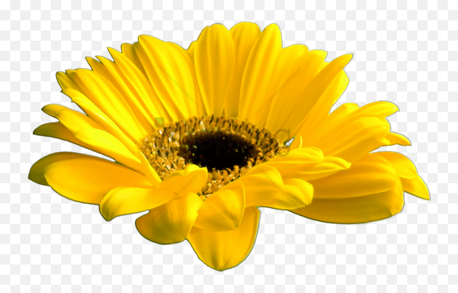 Download Free Png Yellow Flower Crown Transparent - Make A Sunflower In Illustrator,Flower Crown Transparent