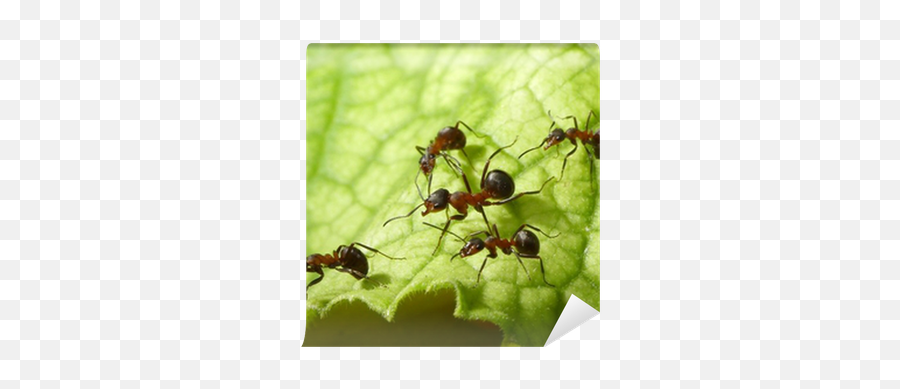 Escort Of Forest Ants Wall Mural U2022 Pixers - We Live To Change Human Population Compared To Animals Png,Ants Png