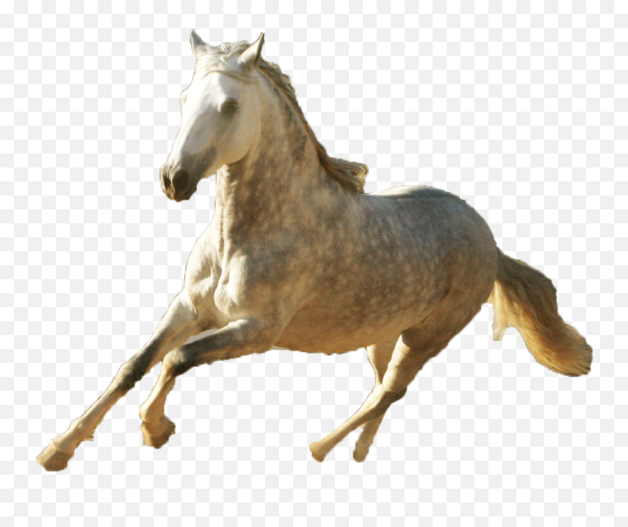 Georgia Paso Fino Horse Association - Paso Fino Horse Transparent Png,Horse Transparent