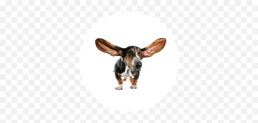 Download Hd Ear Cleaning - Dog Ear Png,Dog Ears Png