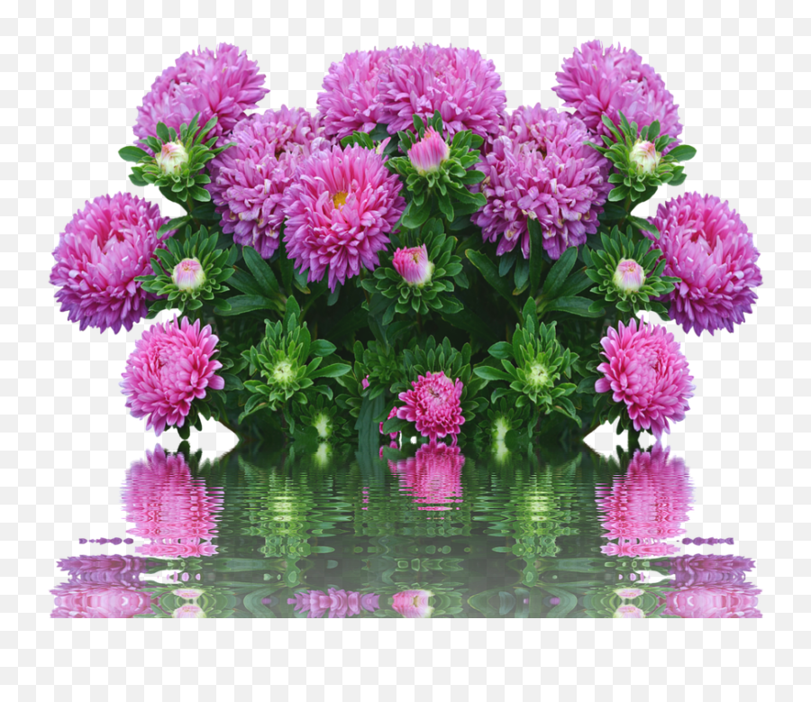 Autumn Flowers Purple Fall Asters - Happy Birthday Aster Png,Fall Flowers Png