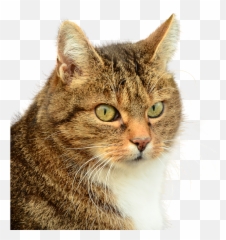 Download Png Transparent - Uokplrs Png,Cat Nose Png