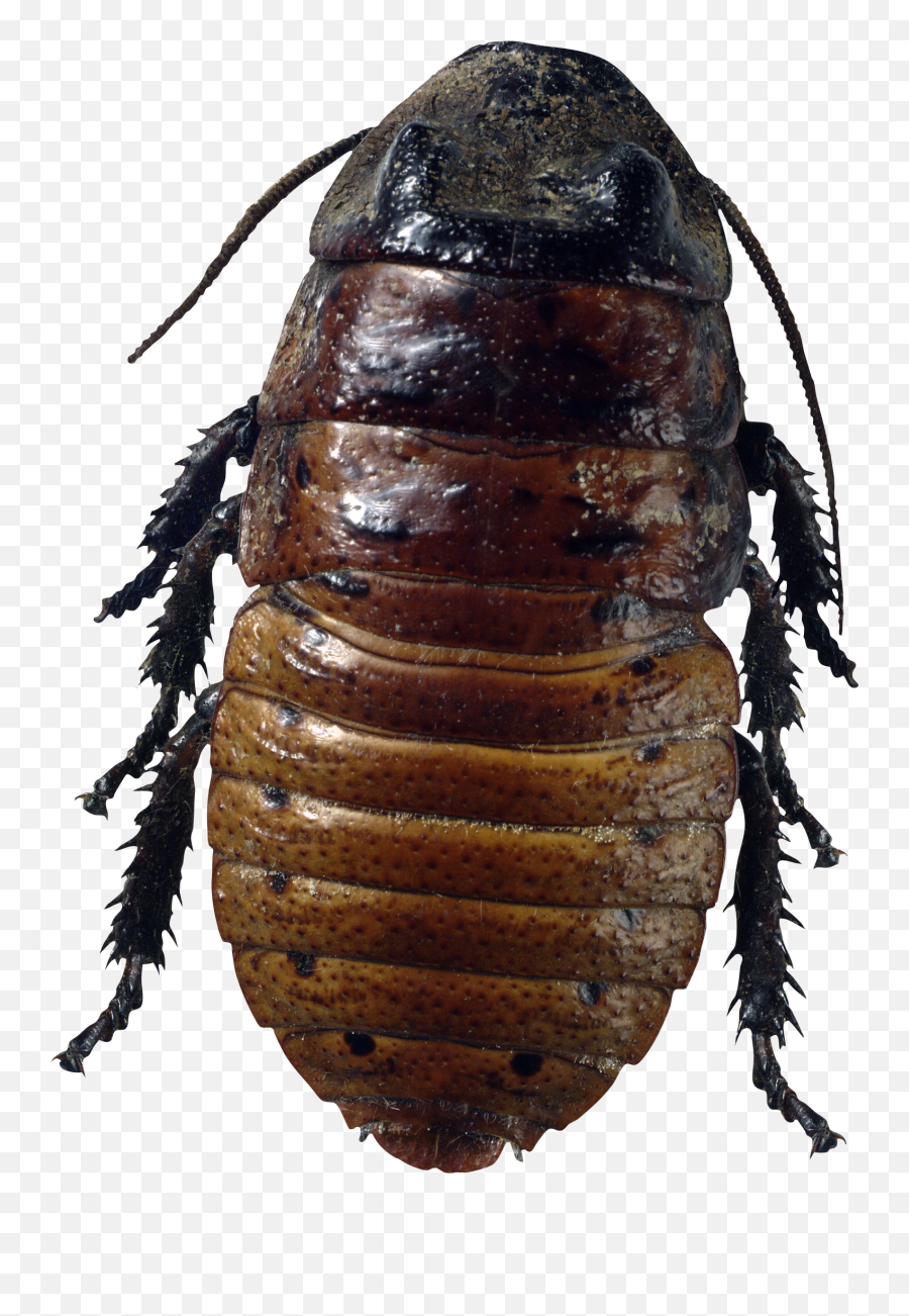 Roach Png Images Free Download - Png Bug,Cockroach Png
