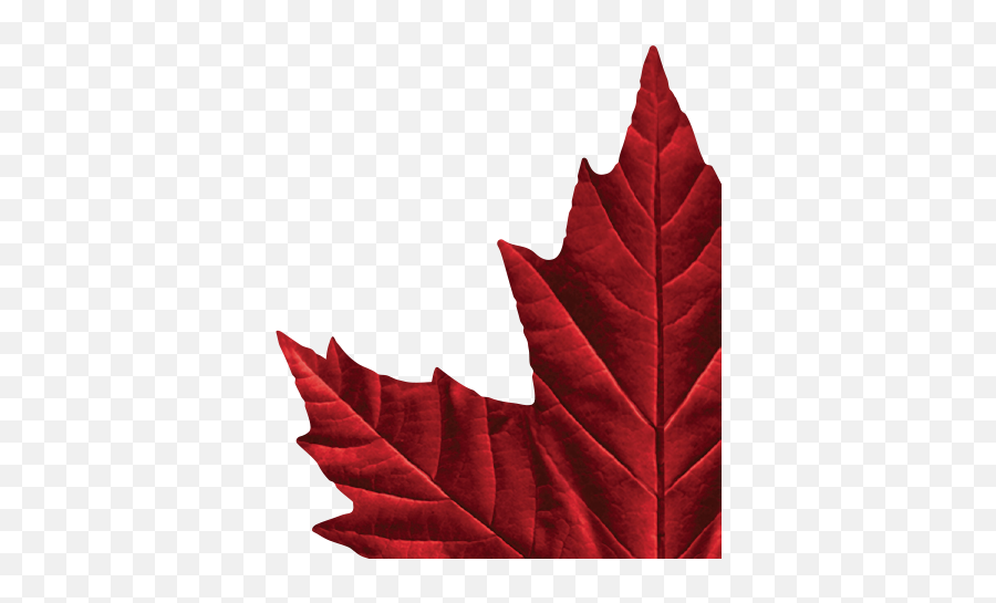 Molson Canadian Maple Leaf Logos - Molson Canadian Maple Leaf Png,Red Leaf Logo