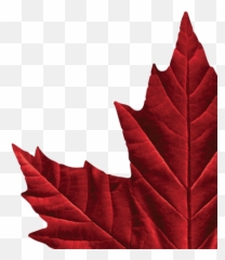 Molson Canadian Maple Leaf Logos - Canadian Maple Leaf png
