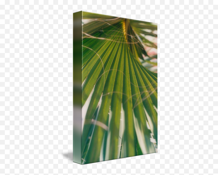 Palm Branch - Fresh Png,Palm Branch Png