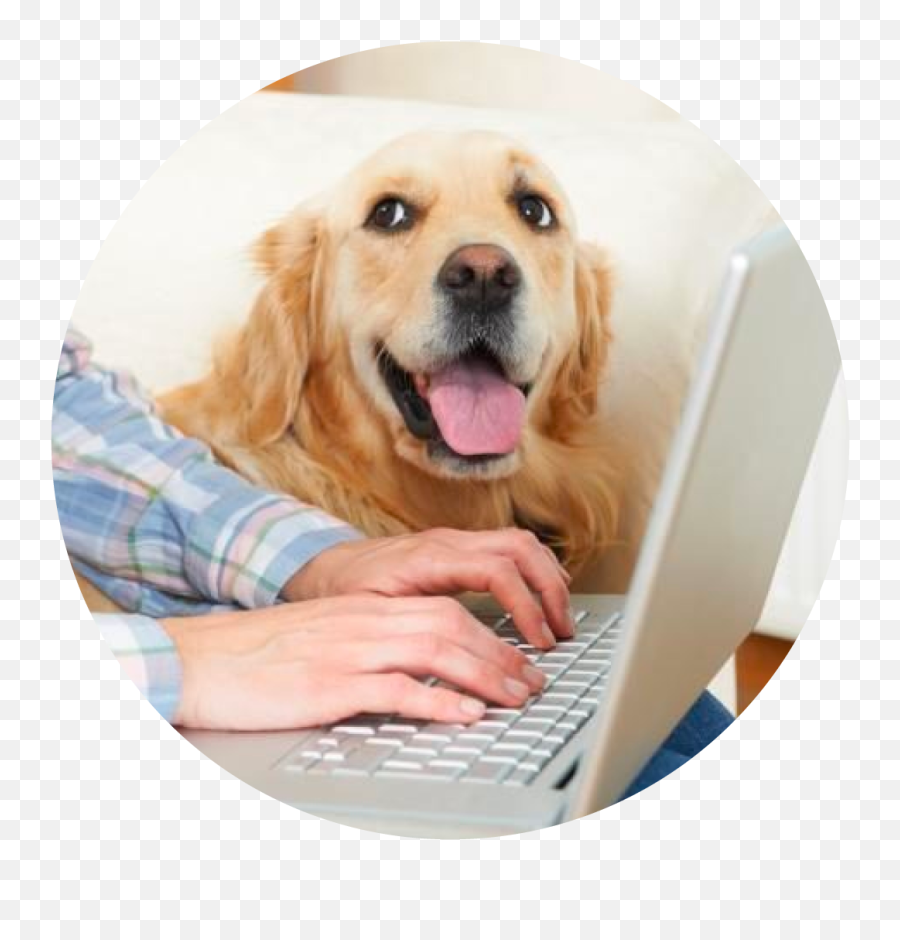 Pet Training Brockton - Puppie Training Classes Stop Biting Dog With Computer Png,Three Dog Night Icon
