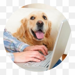 Pet Training Brockton - Puppie Classes Stop Biting Dog With Computer png