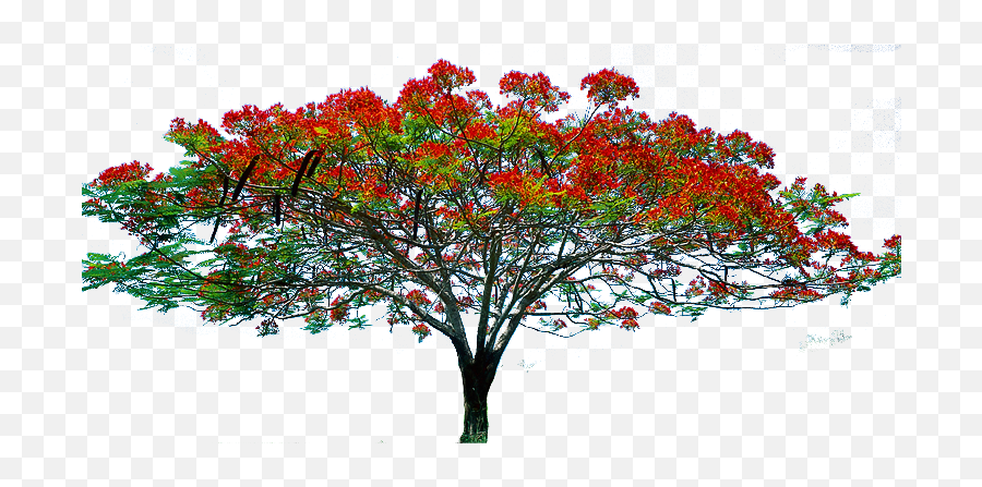 Tree Hd Png Transparent Hdpng Images Pluspng - Tree Image Hd Png,Jungle Tree Png