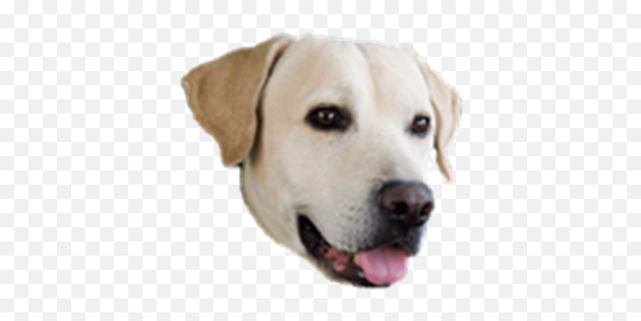 Dog - Dog Face Transparent Background Png,Dog Transparent