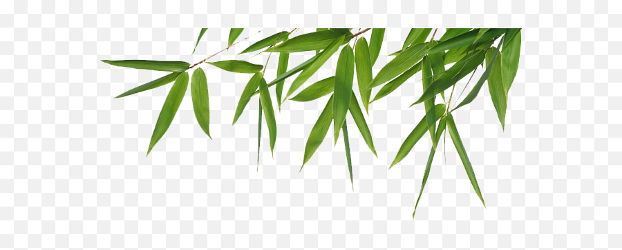 Bamboo Leaves Png 1 Image - Bamboo Png,Bamboo Leaves Png