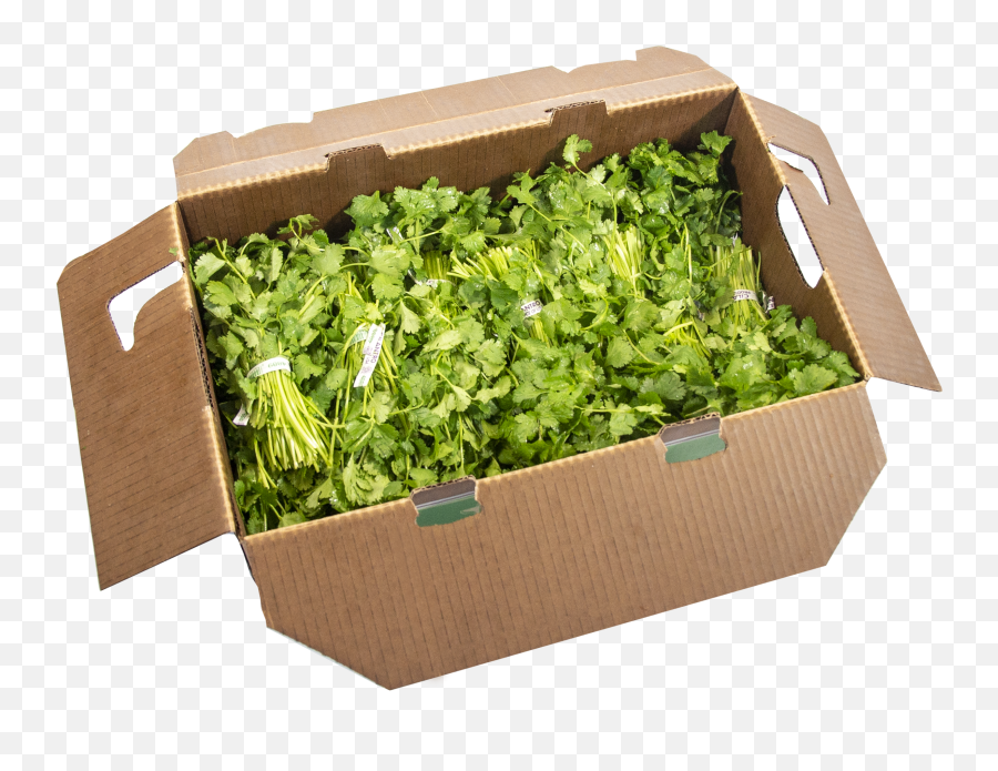 Cilantro - Green Light Fresh Produce Shipping Supply Png,Cilantro Icon