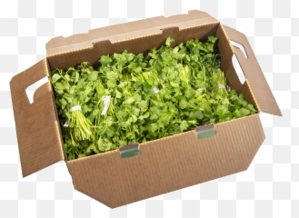 Cilantro - Green Light Fresh Produce Shipping Supply png